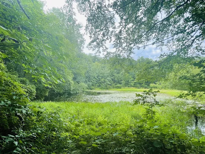 Westmoreland Sanctuary Picture 4