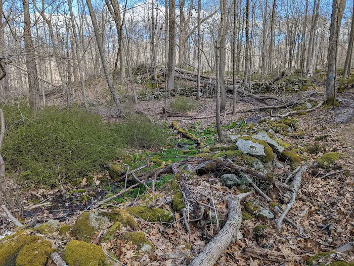 Westmoreland Sanctuary Picture 7