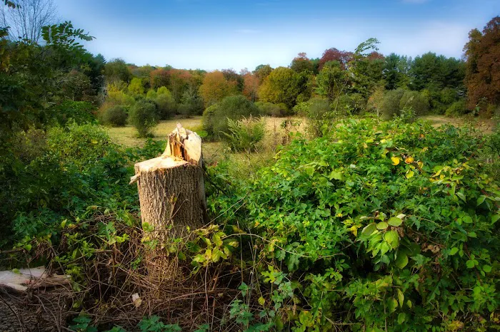 Marsh Sanctuary Picture 2