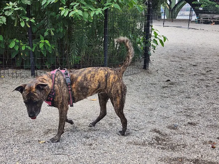West 72nd Street Dog Run Picture 7