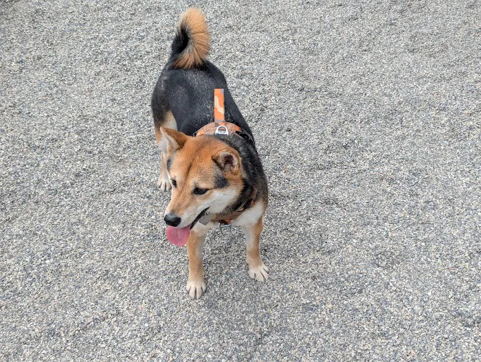West 72nd Street Dog Run Picture 6