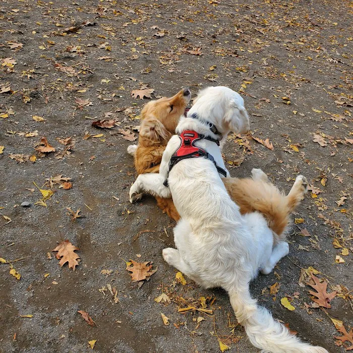 West 87th Street Dog Run Picture 5