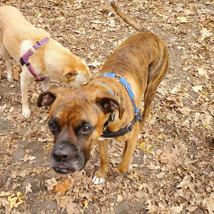 West 87th Street Dog Run Picture 2