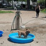 Dyker Beach Dog Run