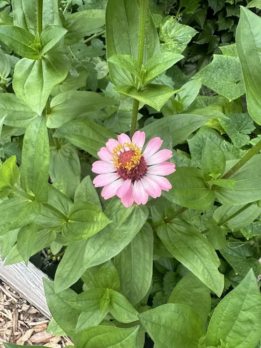 Brooklyn's Finest Garden Picture 5