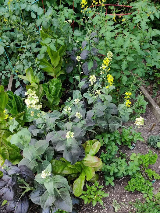 Saint Marks Avenue/Prospect Heights Community Garden Picture 6