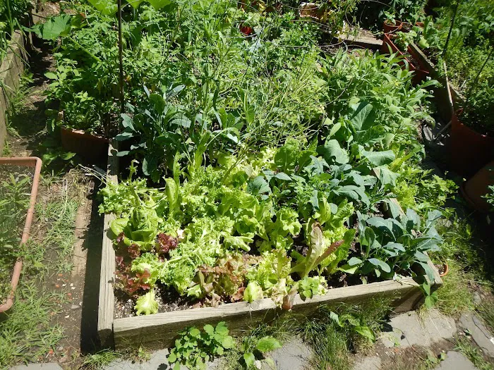 Saint Marks Avenue/Prospect Heights Community Garden Picture 10