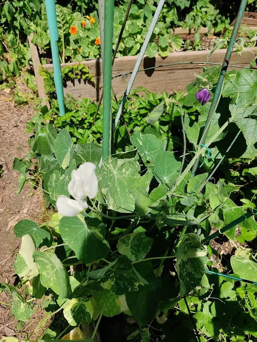 Saint Marks Avenue/Prospect Heights Community Garden Picture 7