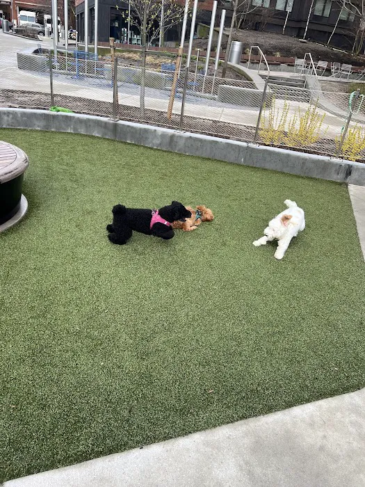 Pacific Park Dog Run Picture 1