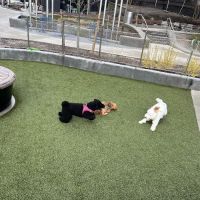 Pacific Park Dog Run ico