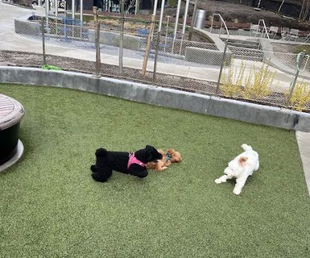 Pacific Park Dog Run