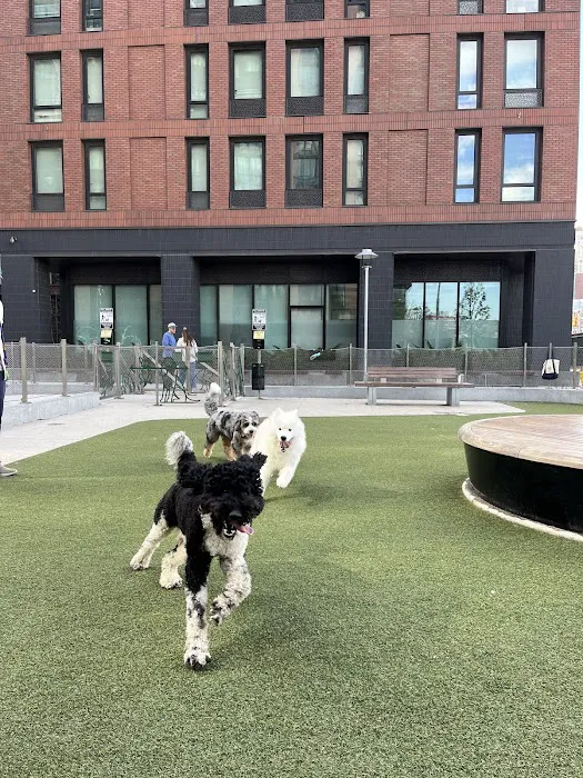 Pacific Park Dog Run Picture 2