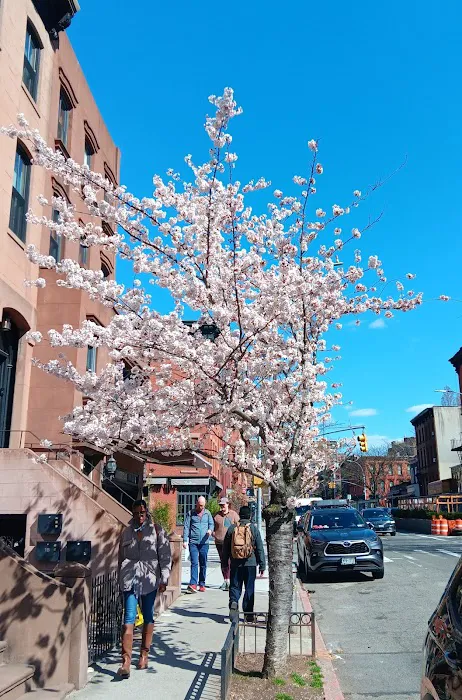 Clinton Hill Picture 1