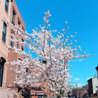 Clinton Hill ico