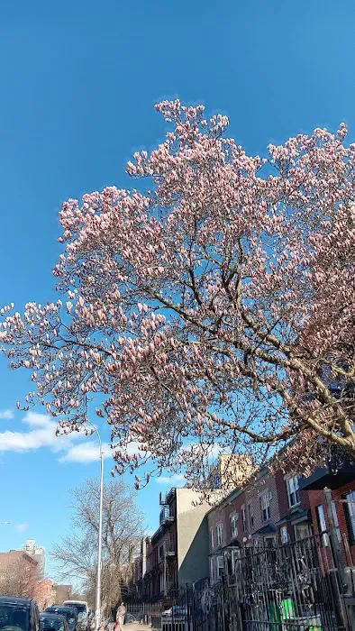 Clinton Hill Picture 3