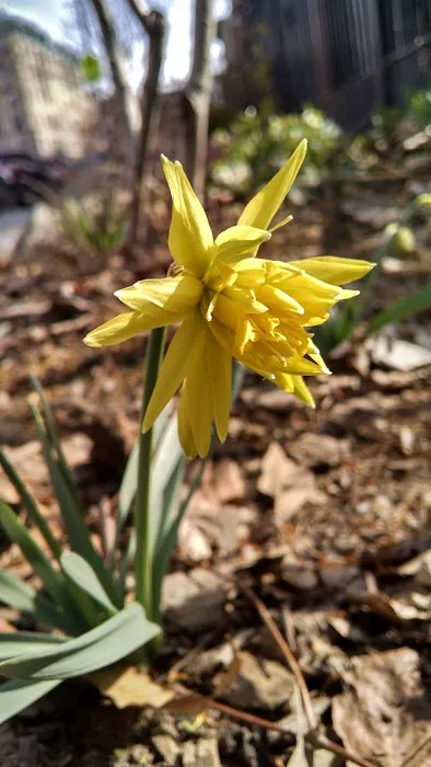 Hollenback Community Garden Picture 7