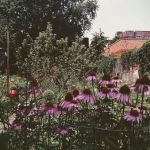 Hollenback Community Garden