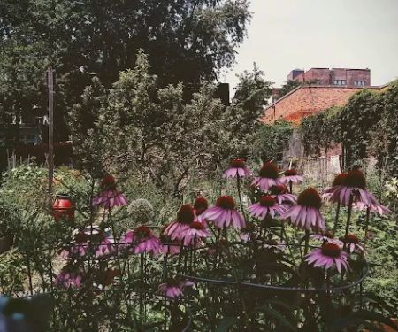 Hollenback Community Garden