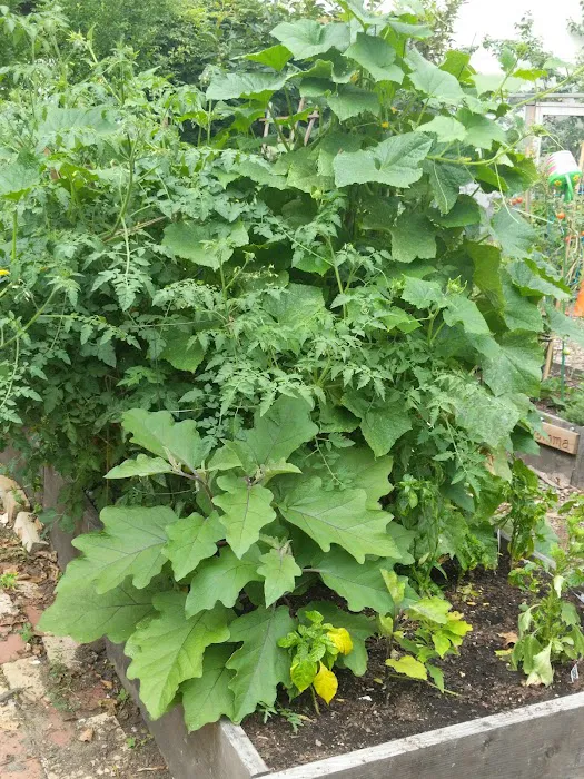 Vinegar Hill Community Garden Picture 1