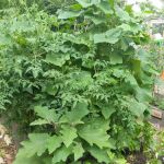 Vinegar Hill Community Garden