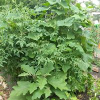 Vinegar Hill Community Garden ico