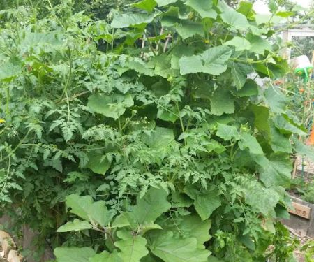 Vinegar Hill Community Garden