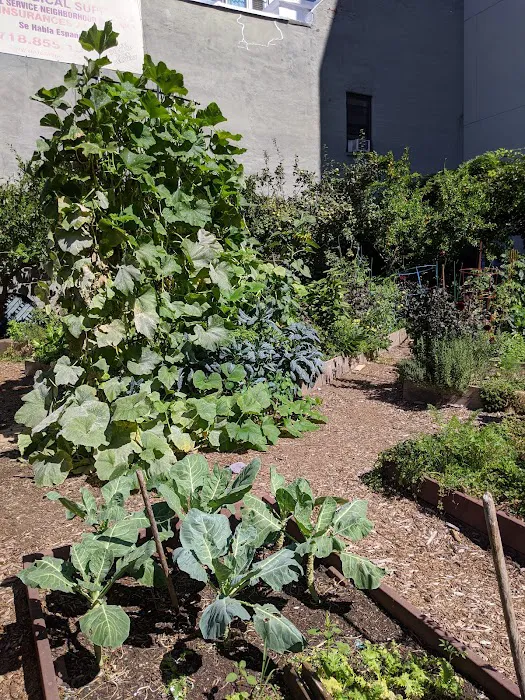 Vinegar Hill Community Garden Picture 3