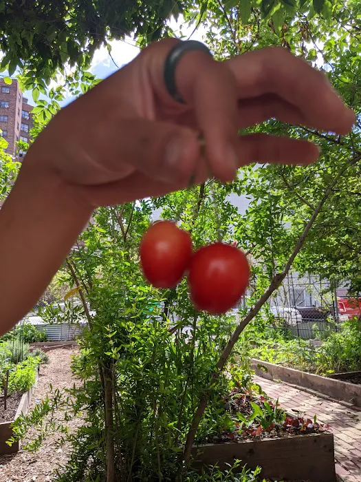 Vinegar Hill Community Garden Picture 9