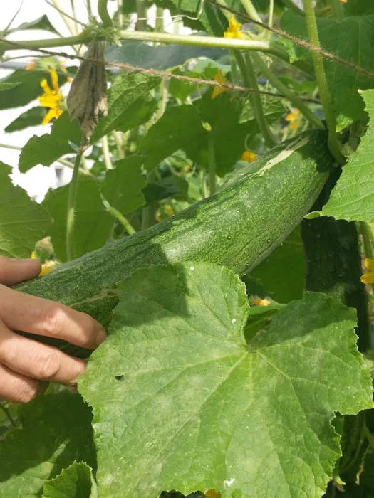 Vinegar Hill Community Garden Picture 2