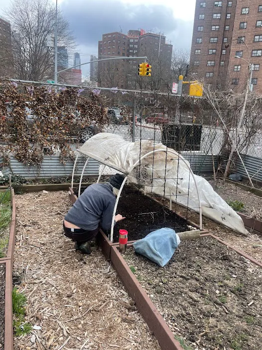 Vinegar Hill Community Garden Picture 7