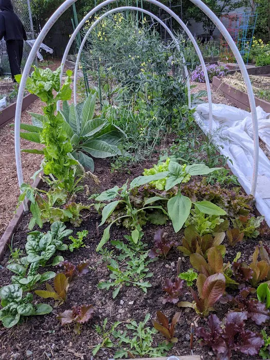 Vinegar Hill Community Garden Picture 6