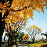 Bridge Plaza Community Garden ico