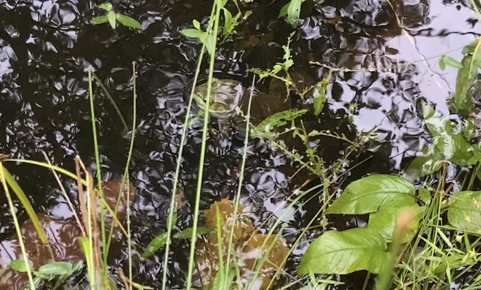 Old Stone Bridge Wild Life Sanctuary Picture 3