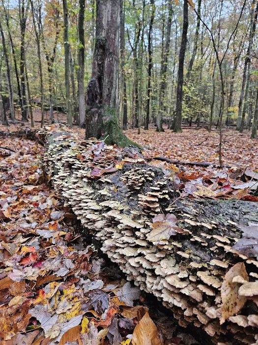 Mianus River Park Picture 5