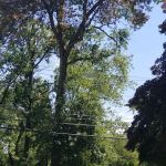 Jake Voorhis Park