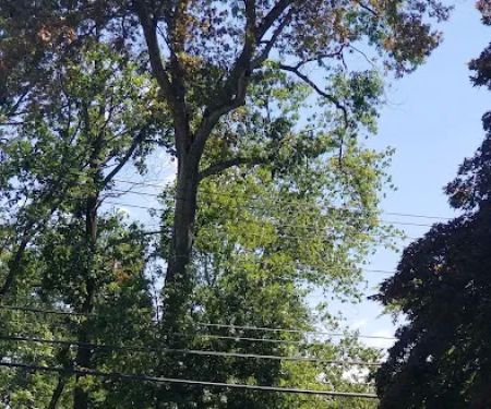 Jake Voorhis Park