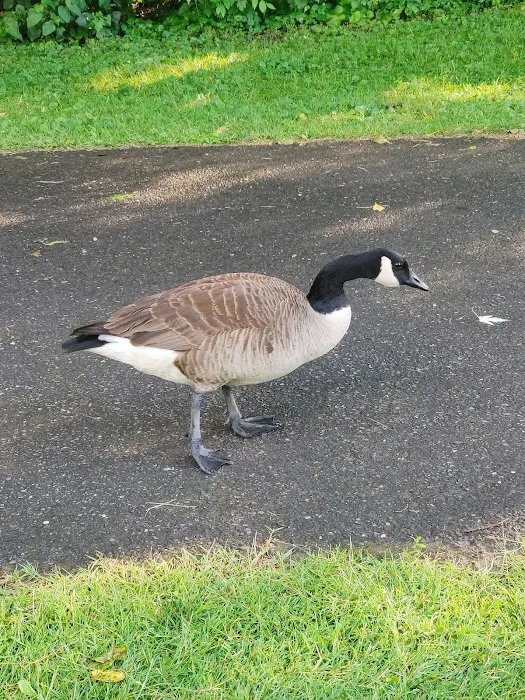 Saddle River County Park Picture 4