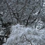 Saddle River County Park - Otto C. Pehle Area