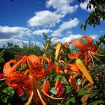 McWilliams Gardens