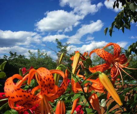 McWilliams Gardens