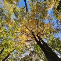 Mountainview Nature Park ico
