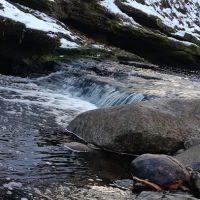 Atkins’s Glen ico