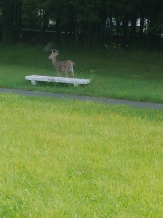 Nanuet Sports Grounds And Trail Picture 8