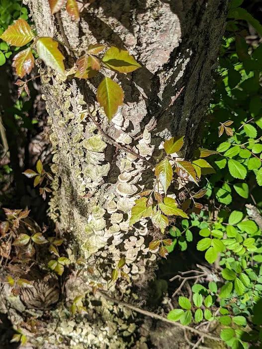 Pruyn Audubon Sanctuary Picture 3