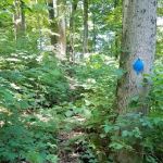 Warburg Park