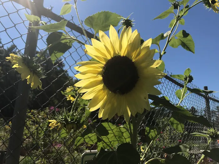 Ossining Organic Community Garden Picture 2