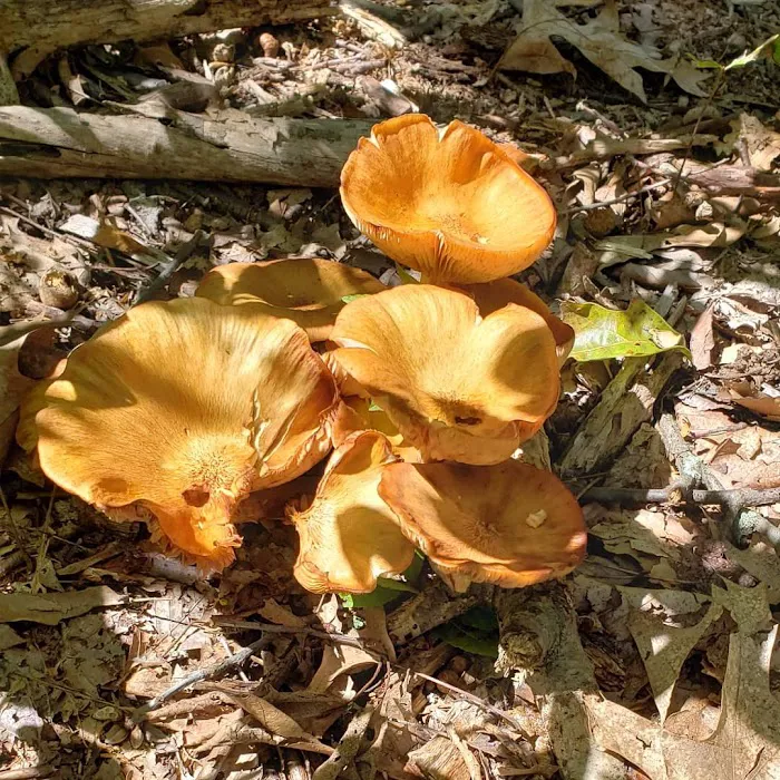 Wildflower Island Picture 9