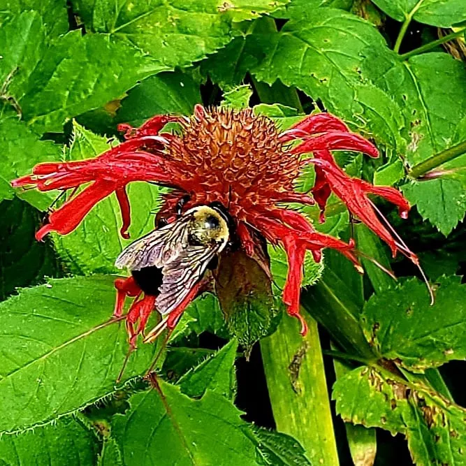 Wildflower Island Picture 4