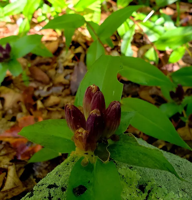 Wildflower Island Picture 8