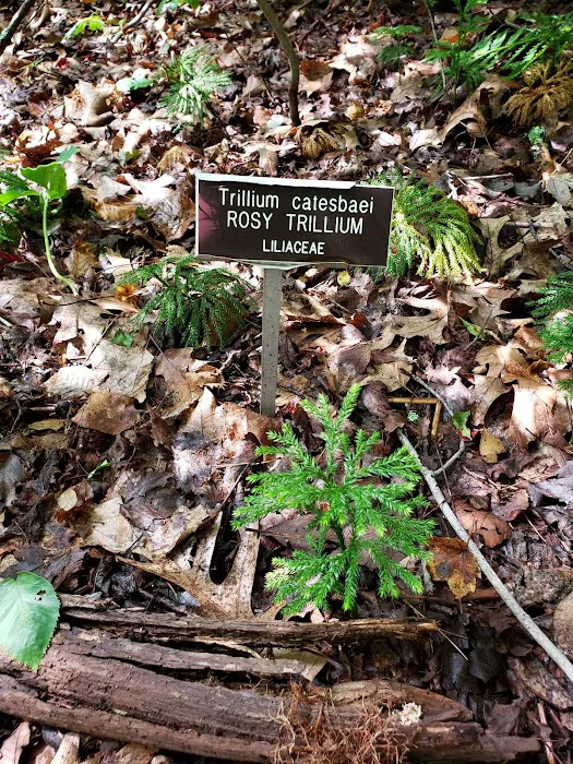 Wildflower Island Picture 7